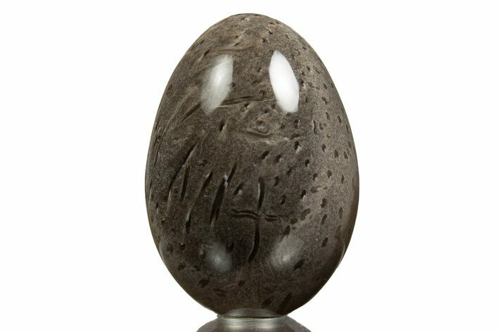 Petrified Palmwood (Palmoxylon) Egg - California #309051